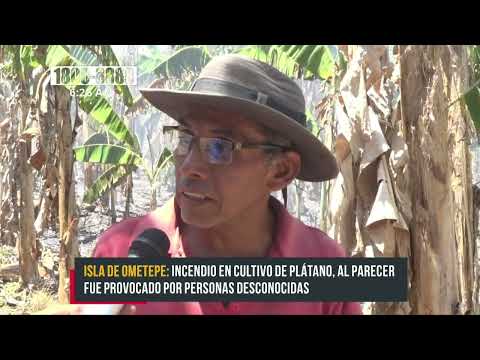 Incendio arrasa con cultivo de plátano en Ometepe - Nicaragua