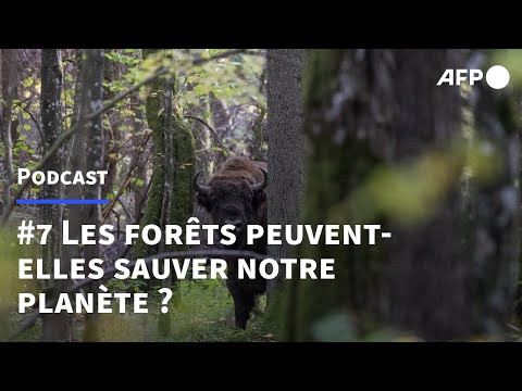 #7 Les forêts peuvent-elles sauver notre planète ?