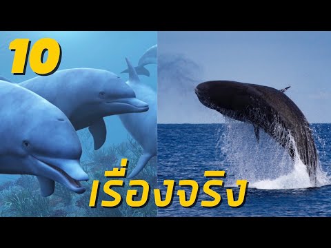 10เรื่องจริงเกี่ยวกับวาฬและโล