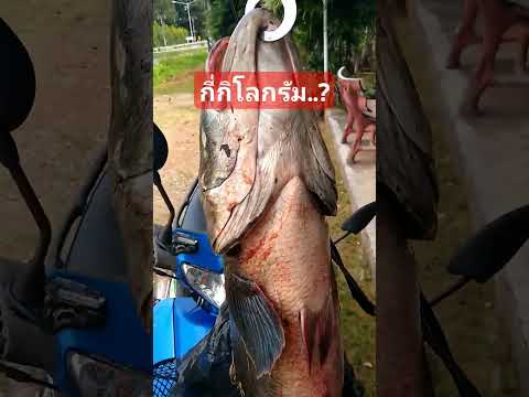 ชะโดลูกหมูfishingตกปลาfish