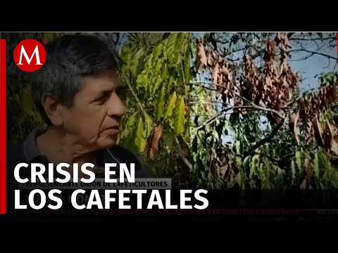 Sequía en Chiapas pone en riesgo el 90% de las siembras de café