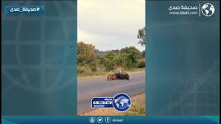 الأم تدافع عن ابنائها