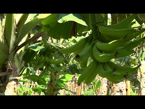 Cultivar es el sustento de muchos productores en Nicaragua