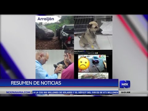 Polici?a Nacional ubica a conductora por atropellar a un animal en estacio?n de combustible