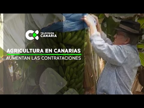 Canarias aumenta las contrataciones en agricultura