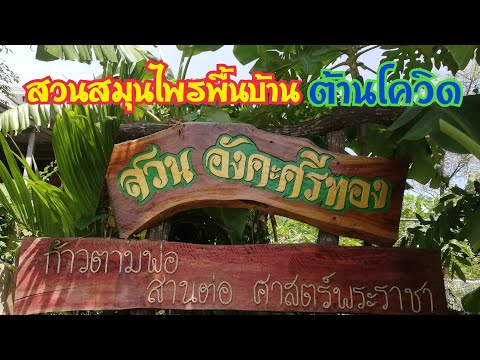 สวนสมุนไพรพื้นบ้านต้านโควิด สวนสมุนไพรพื้นบ้านต้านโควิด