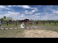 Show jumping horse Grote beloftevolle jaarlinghengst van Pegase van 't Ruytershof