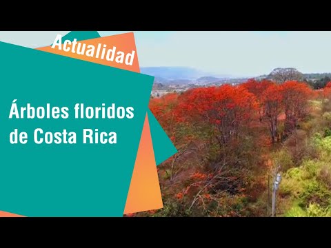 Árboles floridos de Costa Rica | Actualidad