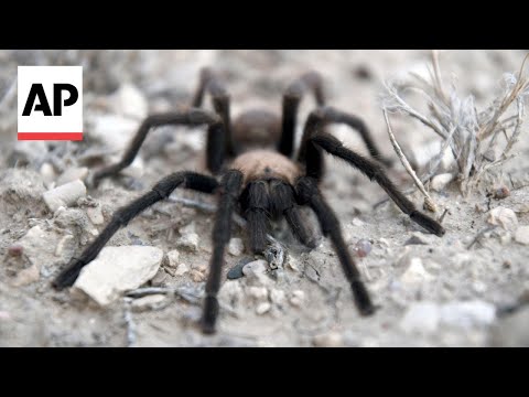 Tarantula mating season brings spider lovers to Colorado