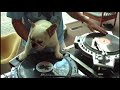 Dog is a pretty good DJ