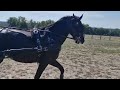 Dressage horse Cheval hongre 4 ans