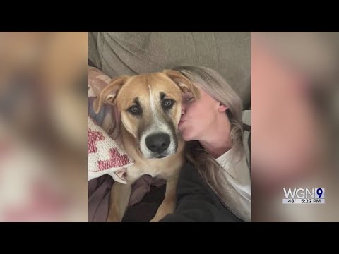 Chance encounter on Alabama beach leads to dog finding new home