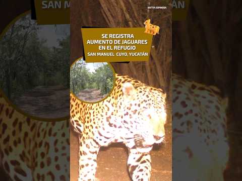 Se registra aumento de jaguares en el refugio de San Manuel Cuyo, Yucatán