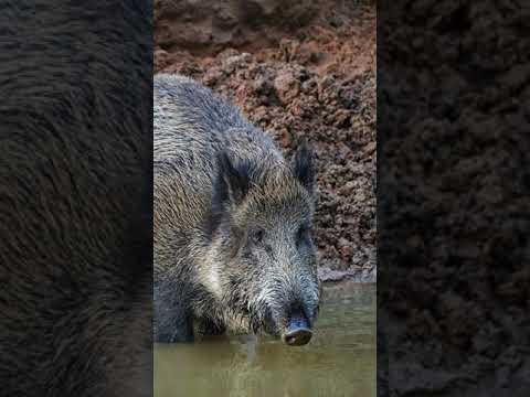 Jabalí mató a cazador que le había disparado