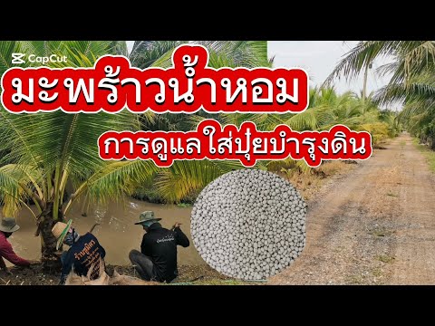 มะพร้าวน้ำหอม​|การดูแลใส่ปุ๋