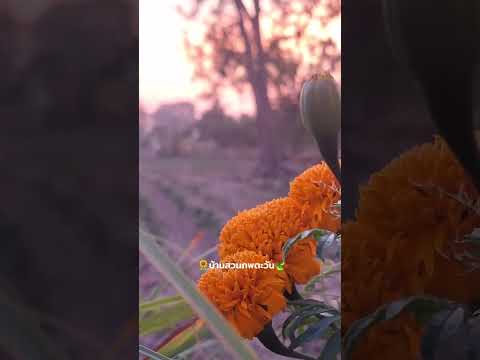 บรรยากาศเช้าๆบ้านสวนพบตะวันทัก