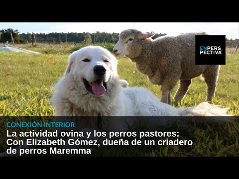 La actividad ovina y los perros pastores: Con la dueña de un criadero de perros Maremma