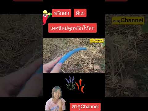 สูตรพริกดกๆ​ต้นเดิมปลูกมาหลาย