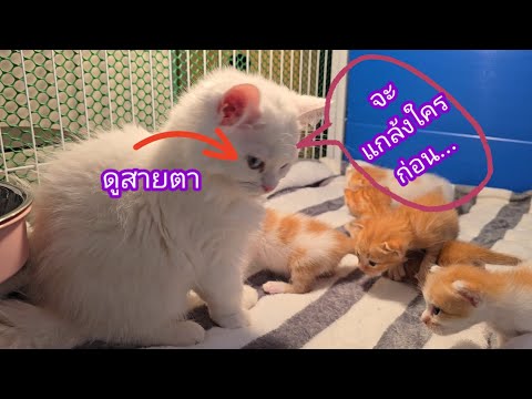 วันวันจ้องจะฟัดน้อง🙄