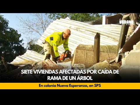 Siete viviendas afectadas por caída de rama de un árbol en colonia Nueva Esperanza, en SPS
