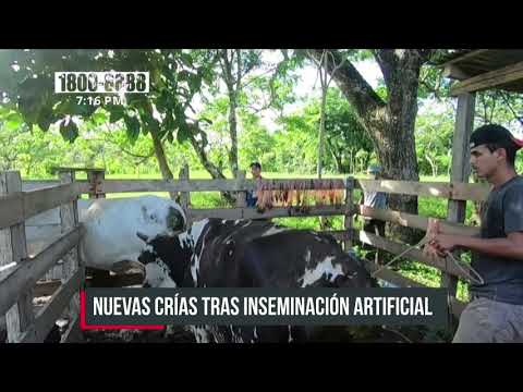 Exitoso programa de inseminación artificial en el Caribe Norte - Nicaragua