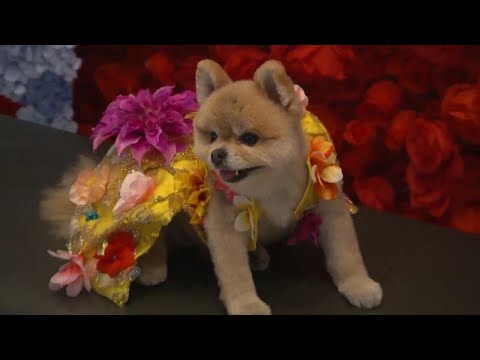 Anthony Rubio hosts the Pet Gala featuring the best canine couture