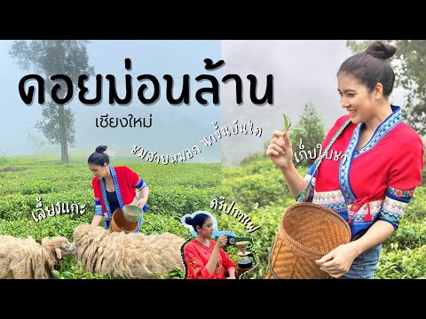 Chiang-Mai-ดอยม่อนล้าน-ชื่นใจก Chiang-Mai-ดอยม่อนล้าน-ชื่นใจก