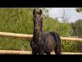 Dressuurpaard Zwart, mooi en getalenteerd dressuurveulen