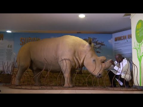 World Rhino Day: embalmed body of Sudan, the world's last male northern white rhino, on display in K