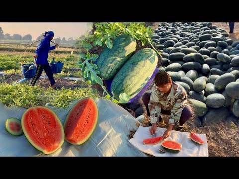 ตัดแตงโมตอปิโดเมญ่ารอบใหม่🍉ขาย