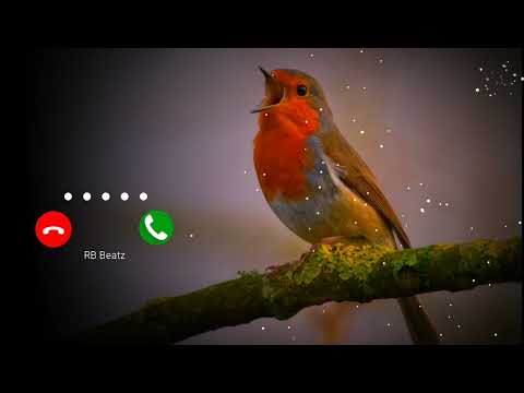 Bird Bgm Ringtones, Bird chirping, Instrumental ringtone, Bird Sound ringtones