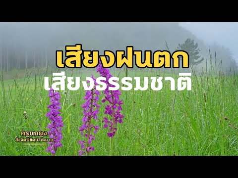 เสียงฝนตก|เสียงธรรมชาติ|ช่