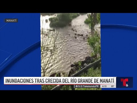 Impactante video: rescatan vacas durante inundación en Manatí