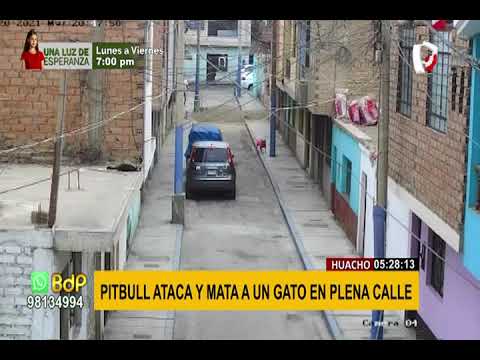 Video muestra cómo un pitbull ataca y mata a un gato en plena calle en Huaura