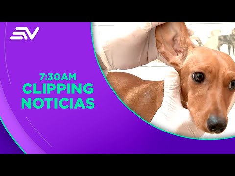 Recomendaciones para limpiar las orejas de los animales domésticos  | Televistazo | Ecuavisa
