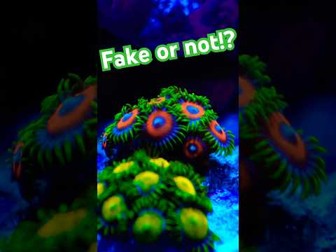 You Won't Believe My First Reef Tank! It's amazing to see reefing is real and that corals really look like that! I've created my own reef 