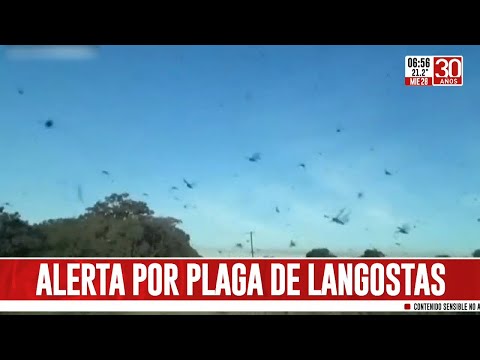 Alerta por plaga de langostas en el norte del país