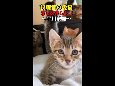 猫の動画サムネイル - 平川家の猫！まとめました！
