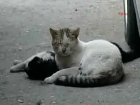 Cat gives a cardiac massage to his dead girlfriend.