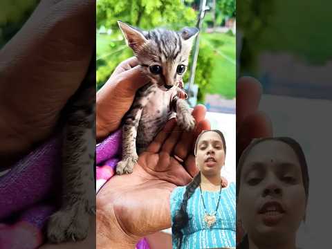 cute cat ko wapas jana padega #funny #comedy #cute #vlog #minivlog #youtubeshorts #youtuber #short