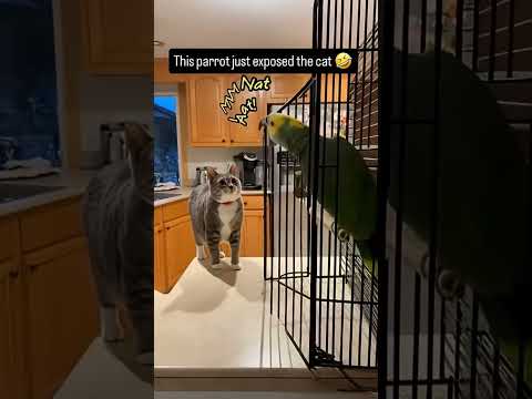 Phillies land All-Star closer Jhoan Duran ahead of MLB trade deadline 👀🔥 #JhoanDuran