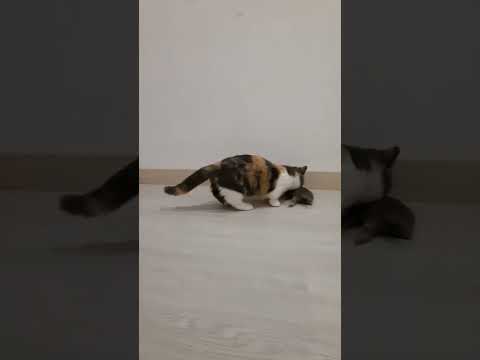 kucing lucu part2 #videolucuviral2022 #shorts #kucing#britishshorthair