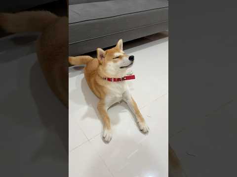 Would you rather be bitten? 😅🐶🐾#puppy #shiba #dog #shibainu #cute #theshibedoge