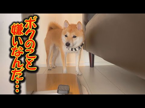 兄柴犬からの愛を感じることが出来ず、引きこもってしまった弟柴犬が、このあと意外な行動に出ます。