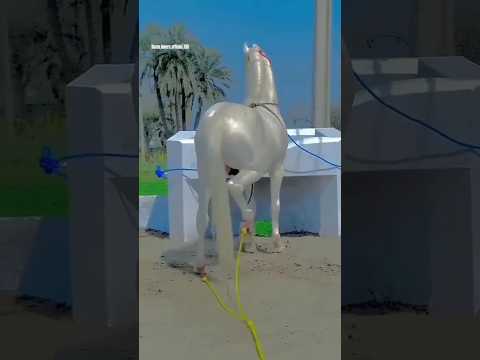 7 करोड़ में खरीदा 🤔🐎🔥 #love #shortvideos #shorts #shortsfeed #islamicgmworld786