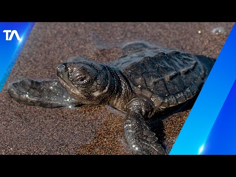 Cientos de tortugas marinas eclosionaron en la playa de Same