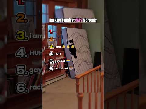 Funniest Cat Moments Ranked!