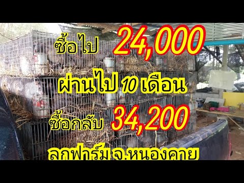 ชื้อหนูลูกฟาร์ม-บ.สามหนอง-ต. ชื้อหนูลูกฟาร์ม-บ.สามหนอง-ต.