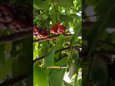 jambu citra #shorts #budidayatanaman #fruit #jambu #jambucitra #garden #viral #buahbuahan #berkebun