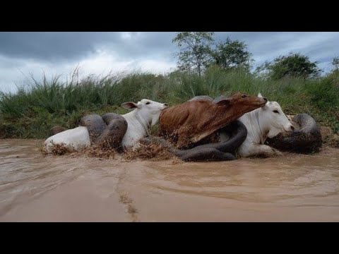 Giants of the River: The World of Massive Anacondas